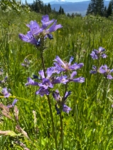 Penstemon heterodoxus var. shastensis