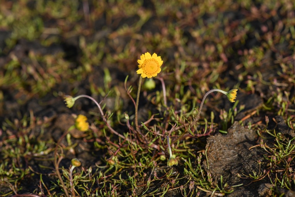 Lasthenia platycarpha