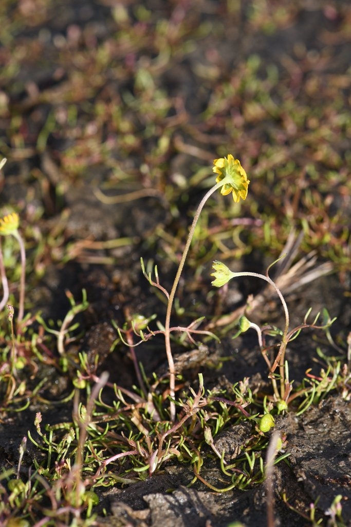 Lasthenia platycarpha