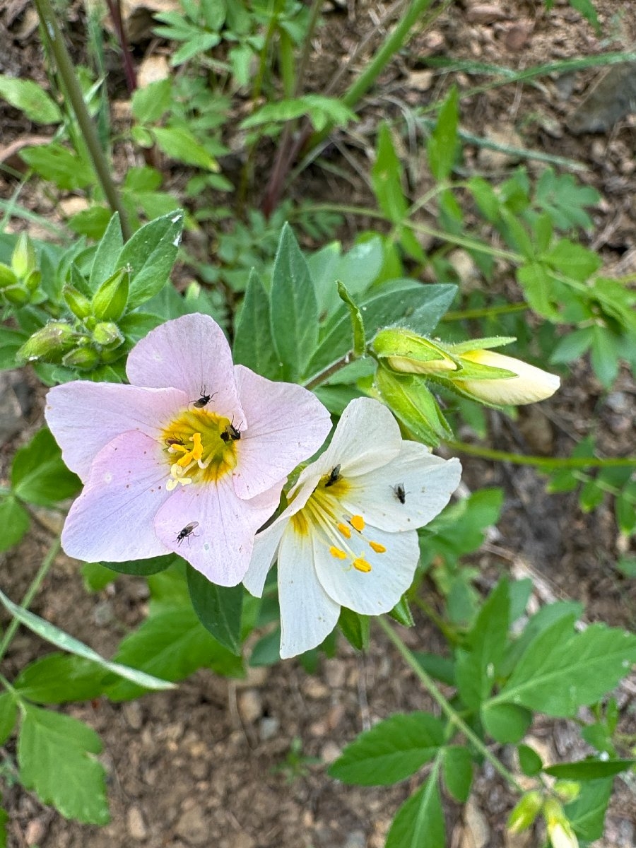 Polemonium carneum