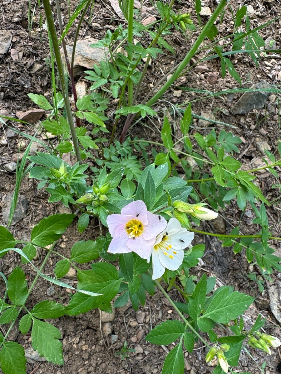 Polemonium carneum