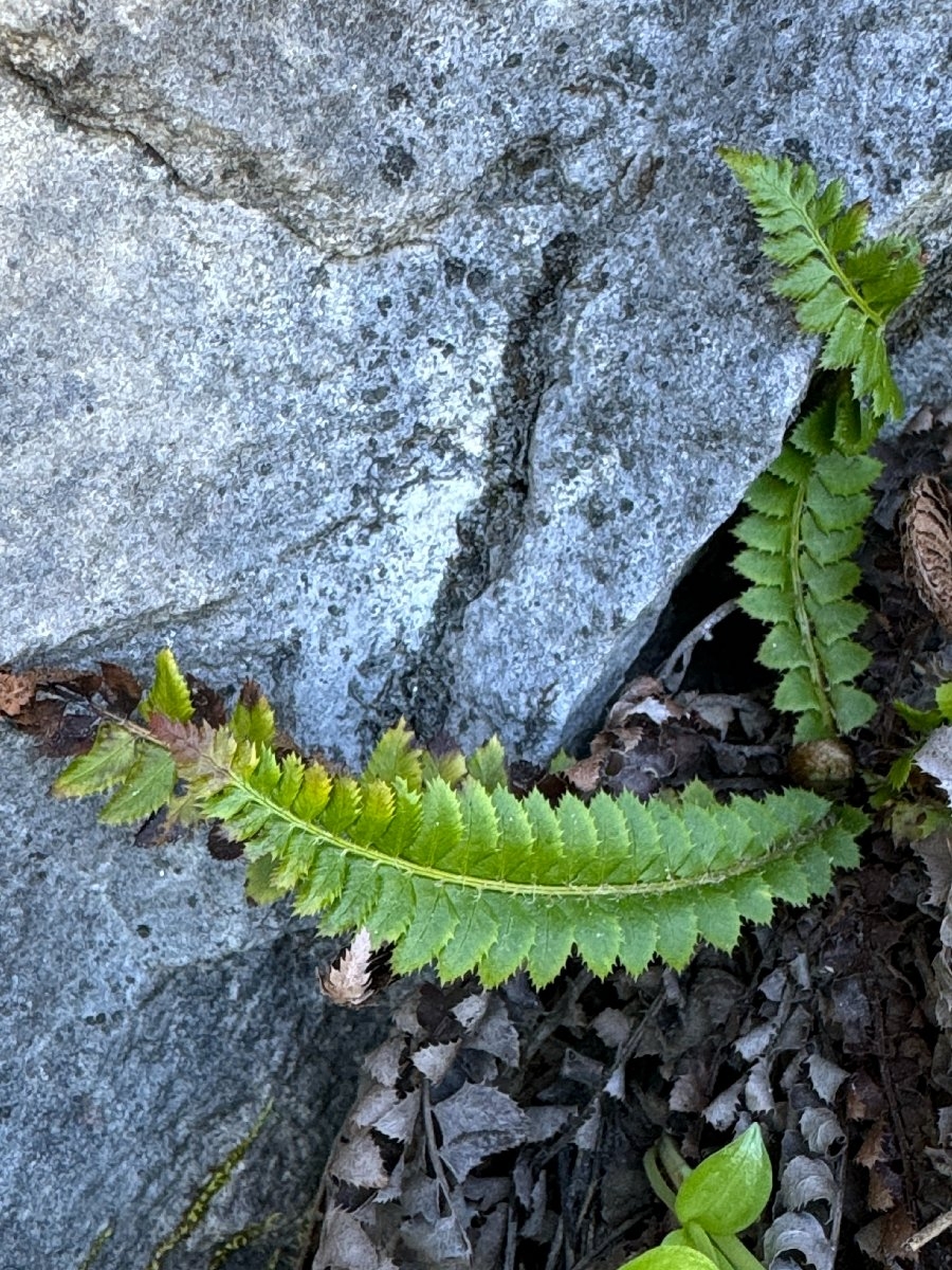 Polystichum lonchitis