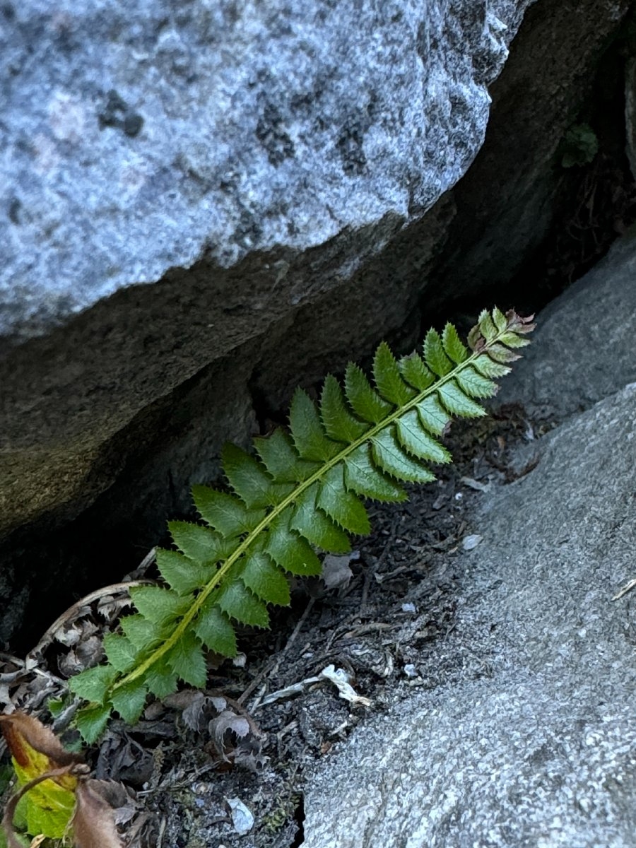 Polystichum lonchitis