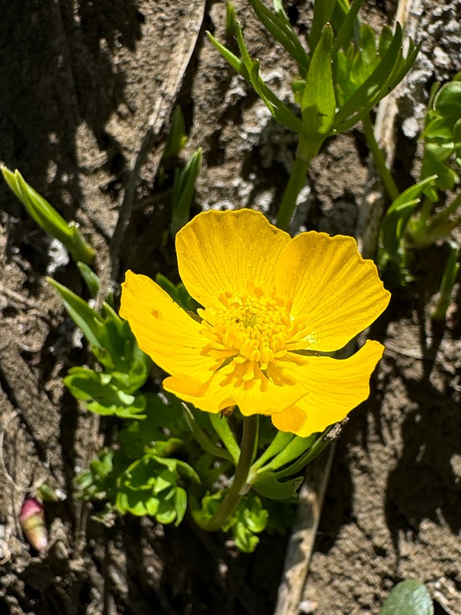 Ranunculus eschscholtzii var. suksdorfii