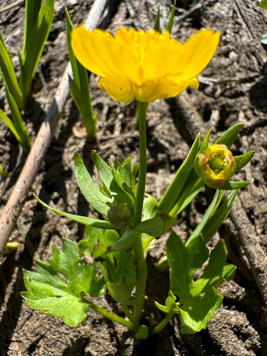 Ranunculus eschscholtzii var. suksdorfii