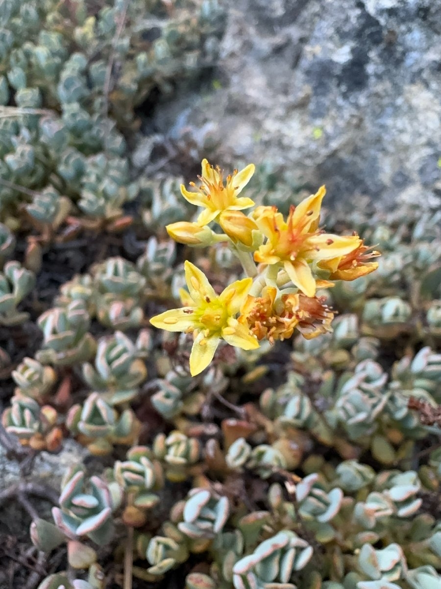 Sedum kiersteadiae