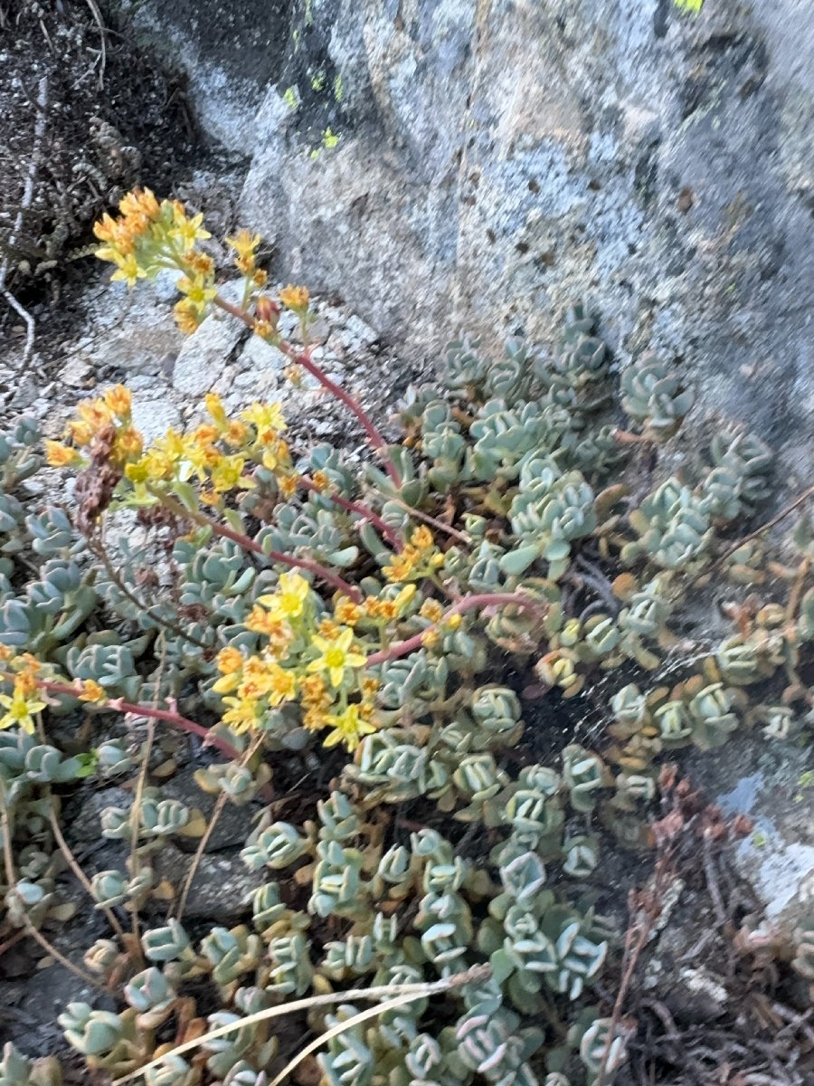 Sedum kiersteadiae