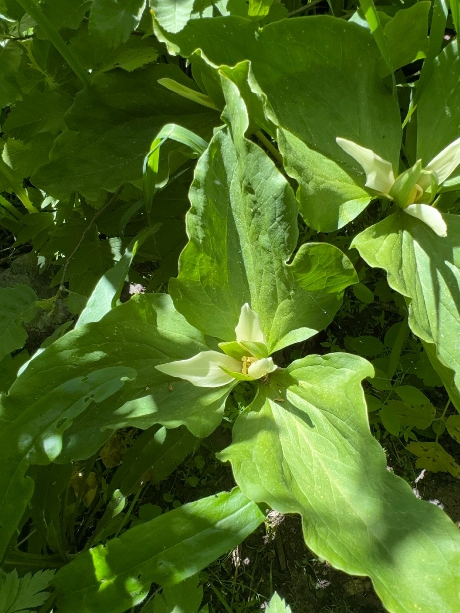 Trillium albidum