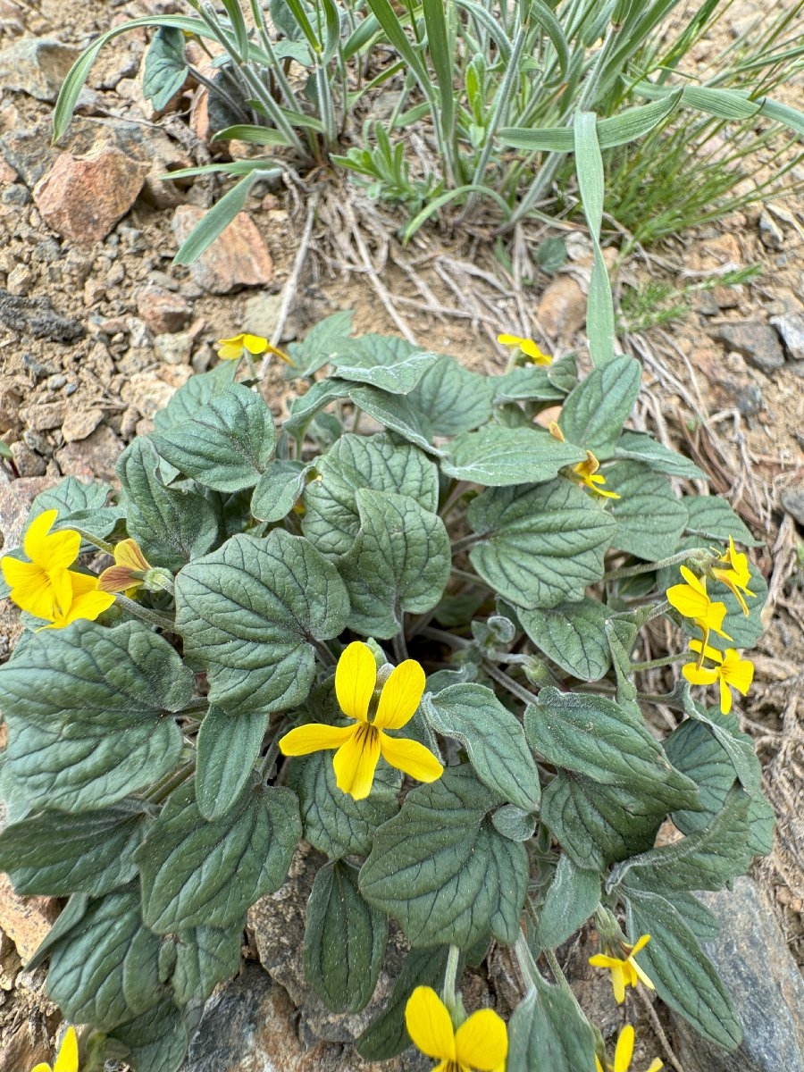 Viola purpurea ssp. dimorpha