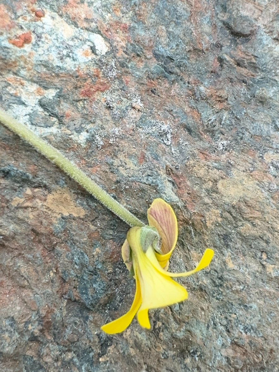 Viola purpurea ssp. dimorpha