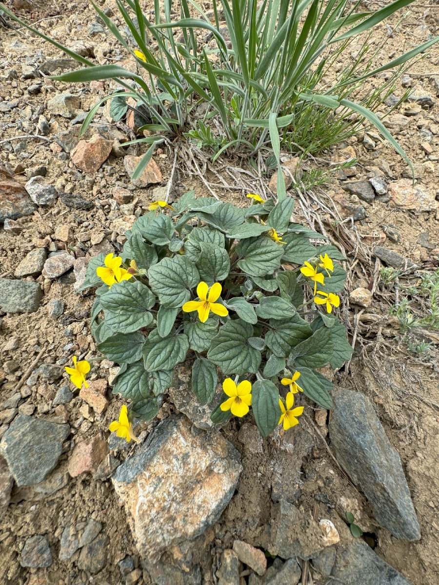 Viola purpurea ssp. dimorpha