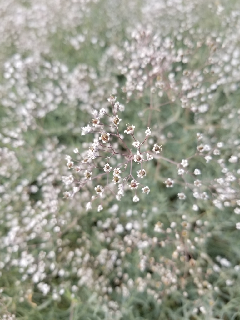 Gypsophila paniculata