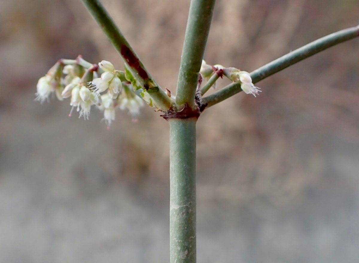 Eriogonum deflexum var. baratum