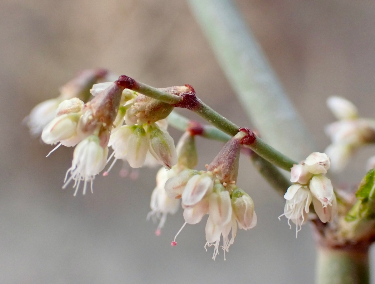 Eriogonum deflexum var. baratum