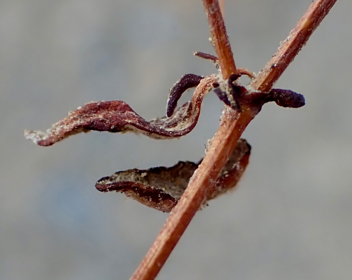 Eriogonum maculatum