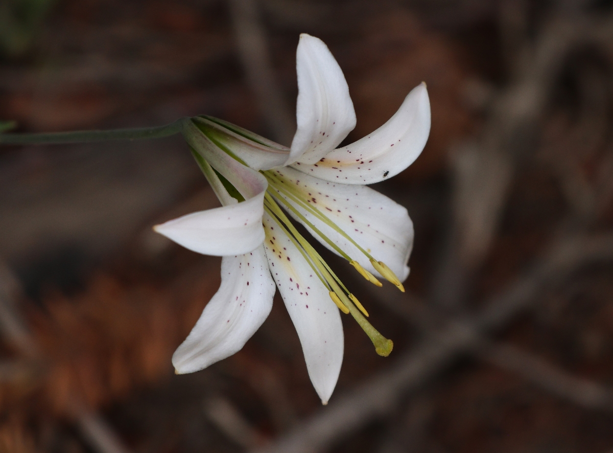 Lilium washingtonianum ssp. purpurascens