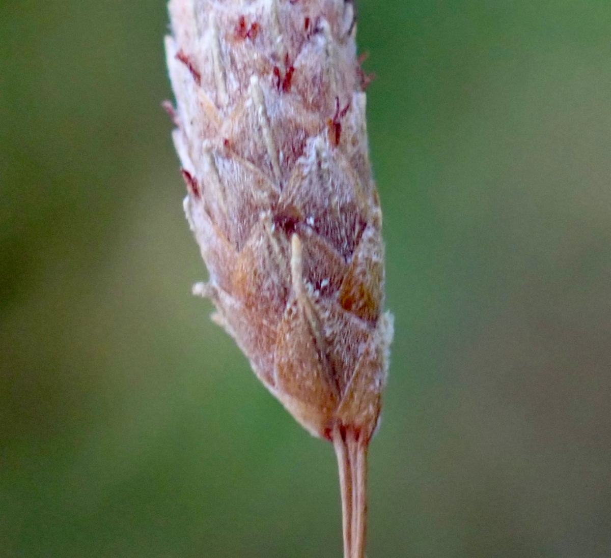 Fimbristylis thermalis