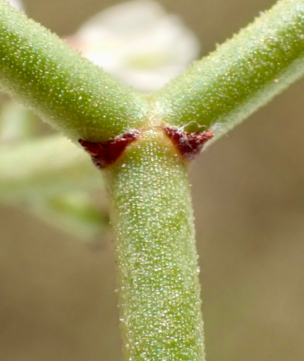 Eriogonum heermannii var. humilius