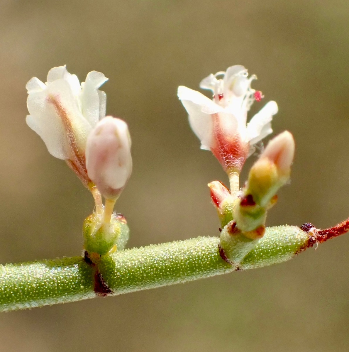 Eriogonum heermannii var. humilius