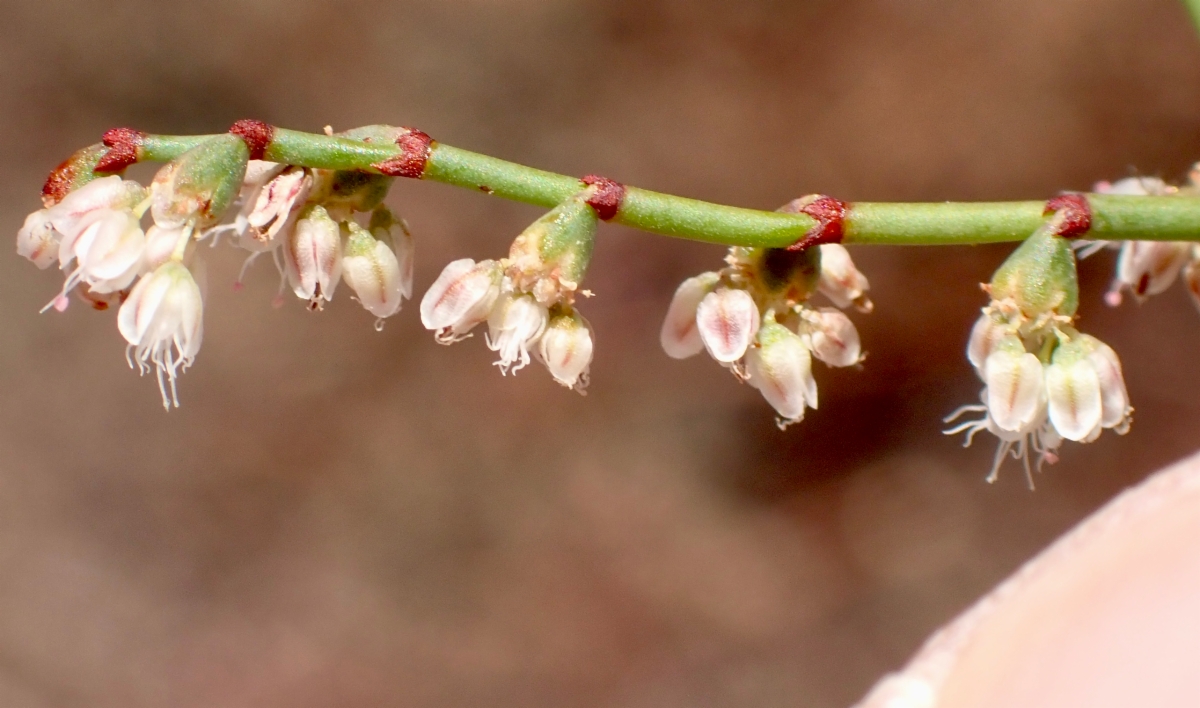 Eriogonum deflexum var. baratum