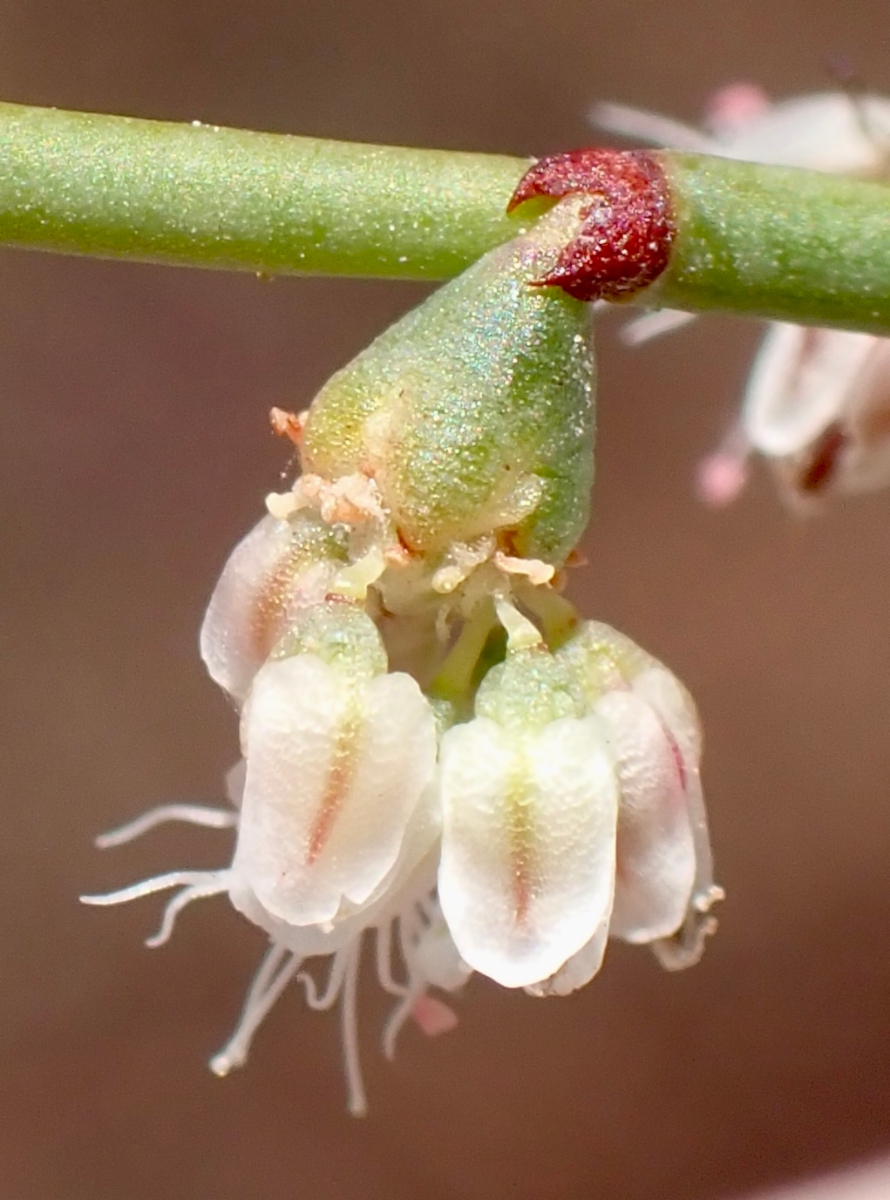 Eriogonum deflexum var. baratum