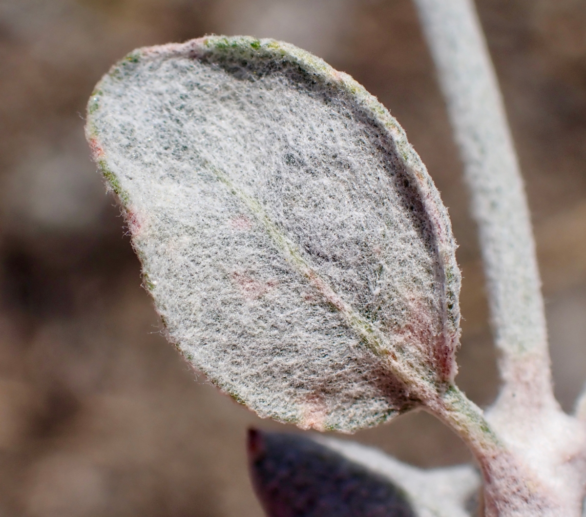 Eriogonum nummulare