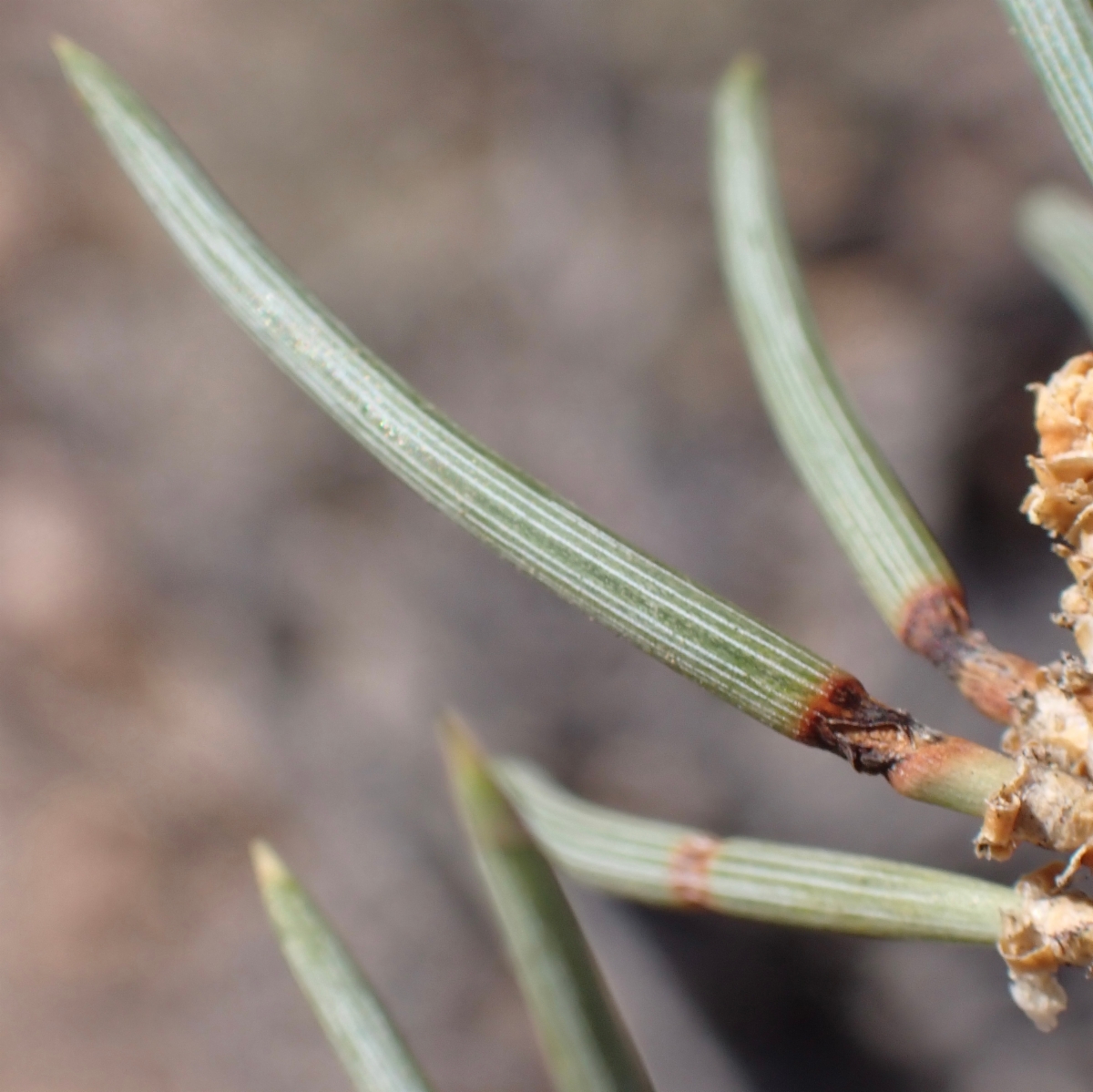 Pinus monophylla