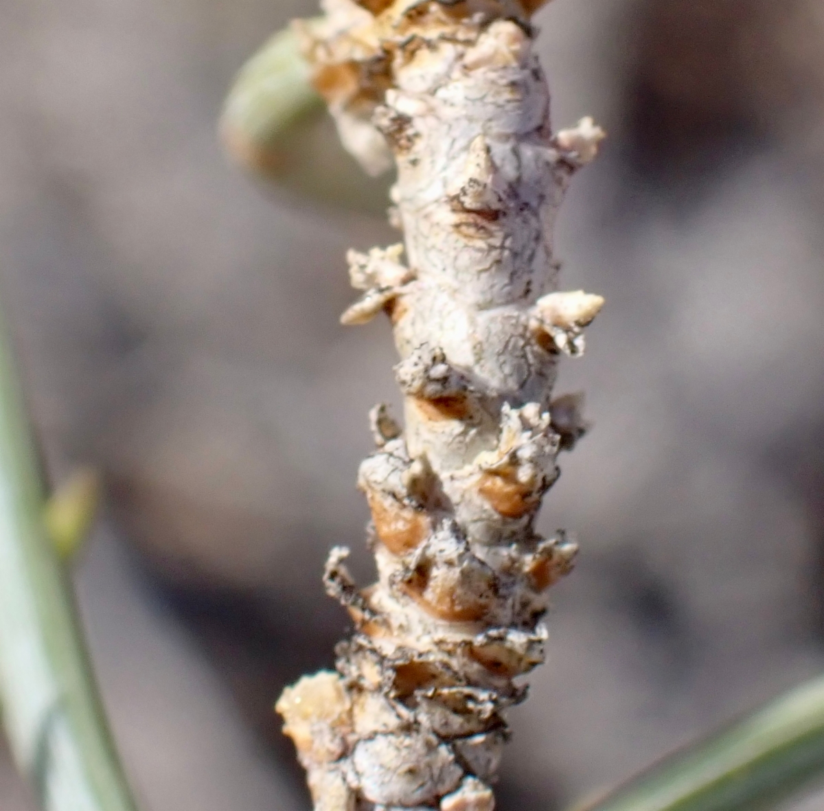 Pinus monophylla