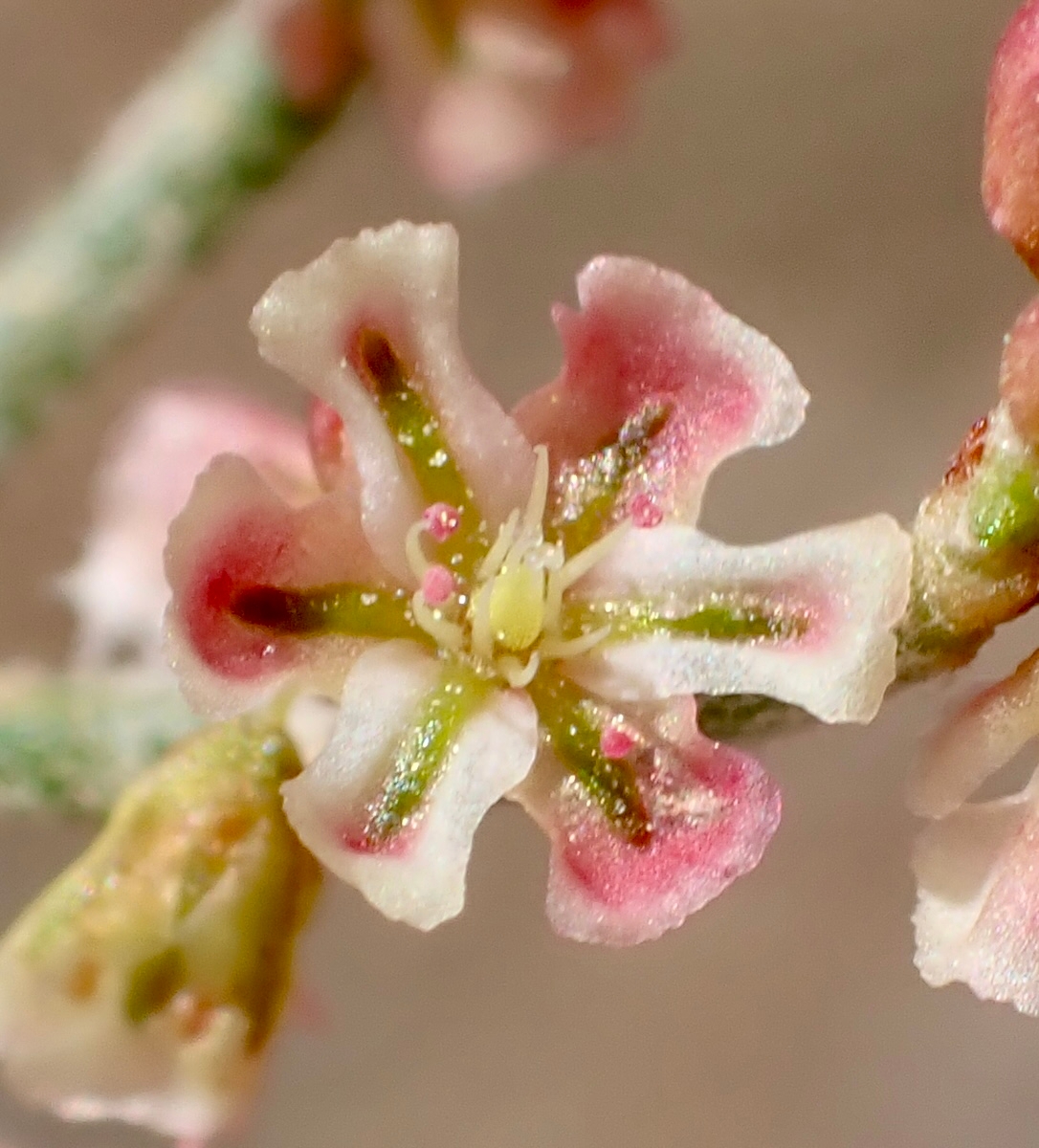 Eriogonum nidularium