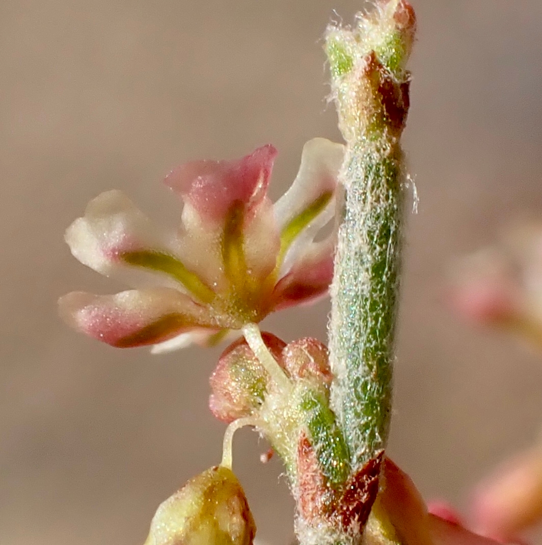 Eriogonum nidularium