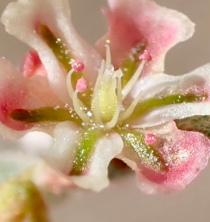 Eriogonum nidularium