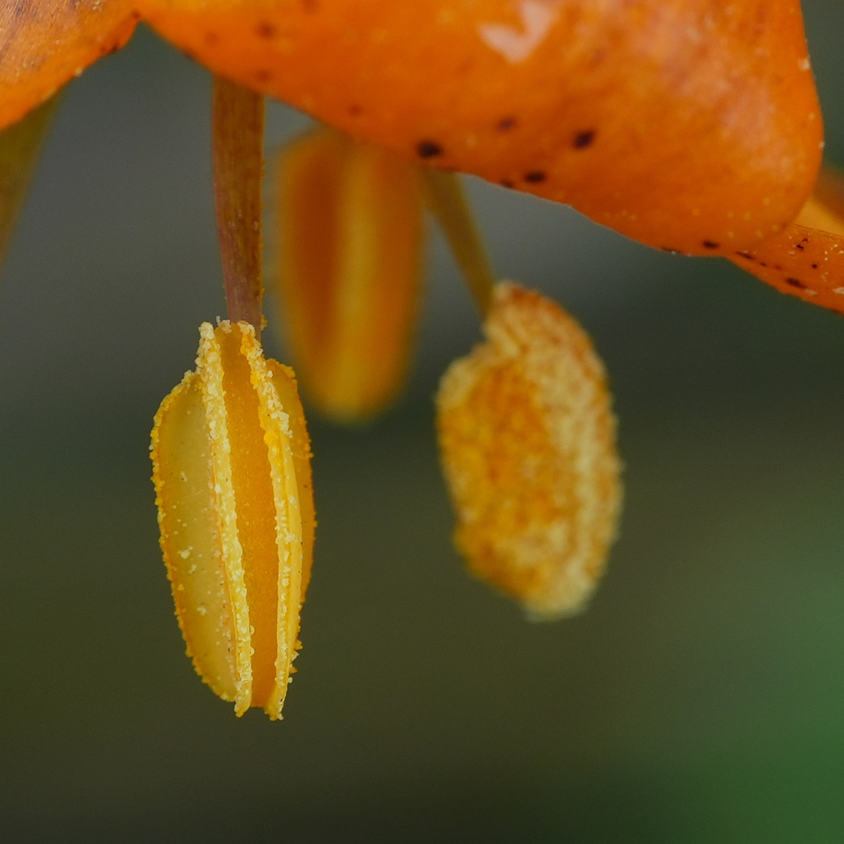 Lilium columbianum