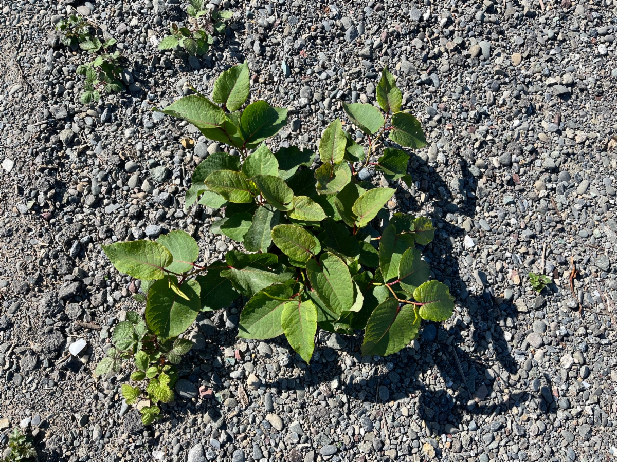 Fallopia sachalinensis