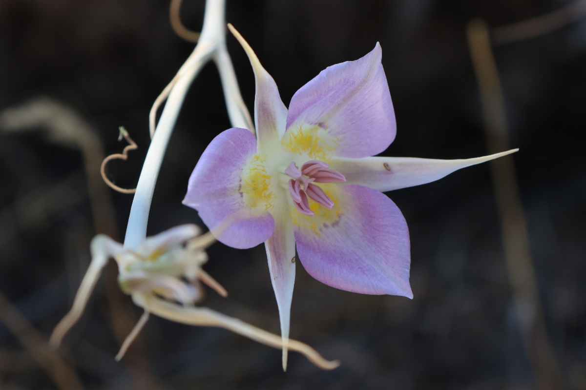 Calochortus macrocarpus