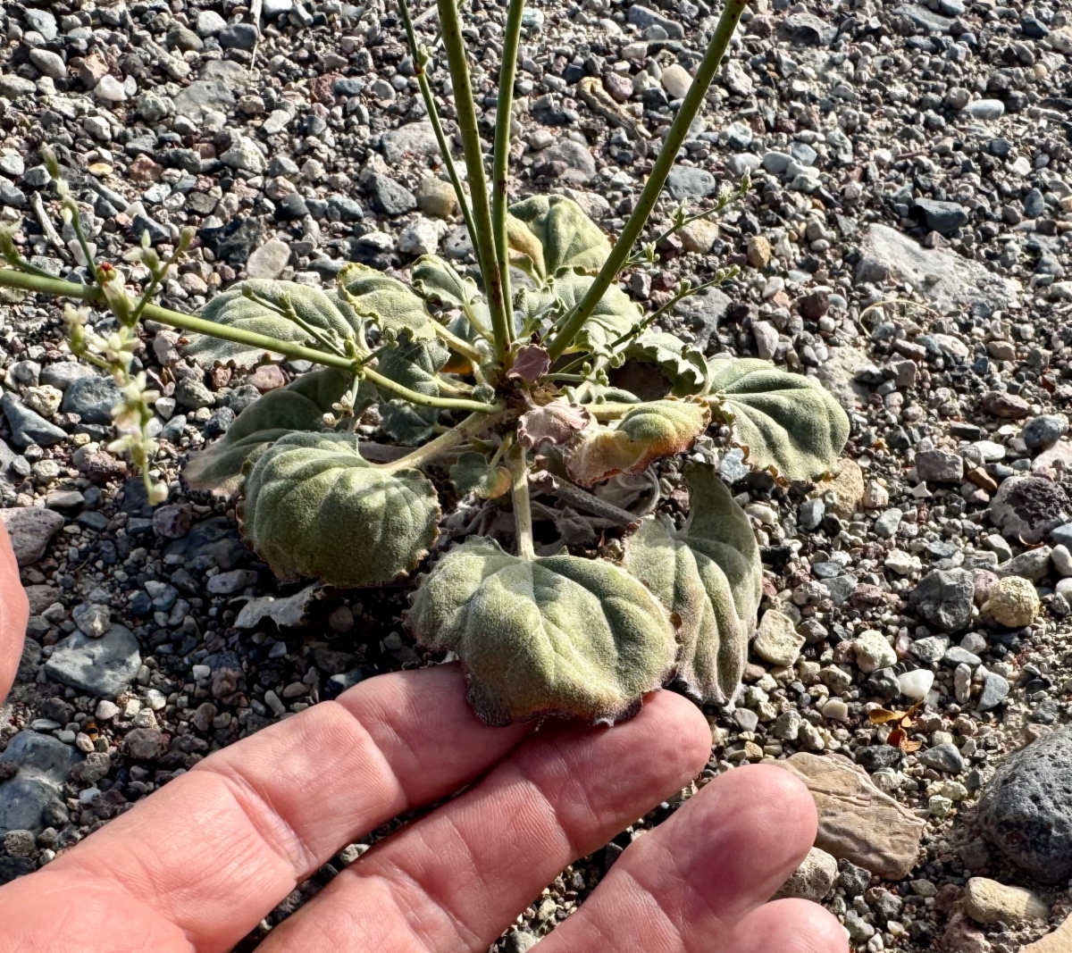 Eriogonum hoffmannii var. robustius