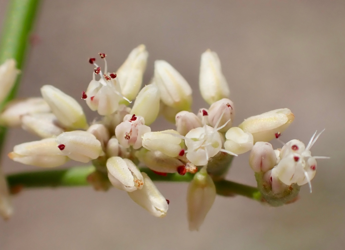 Eriogonum hoffmannii var. robustius