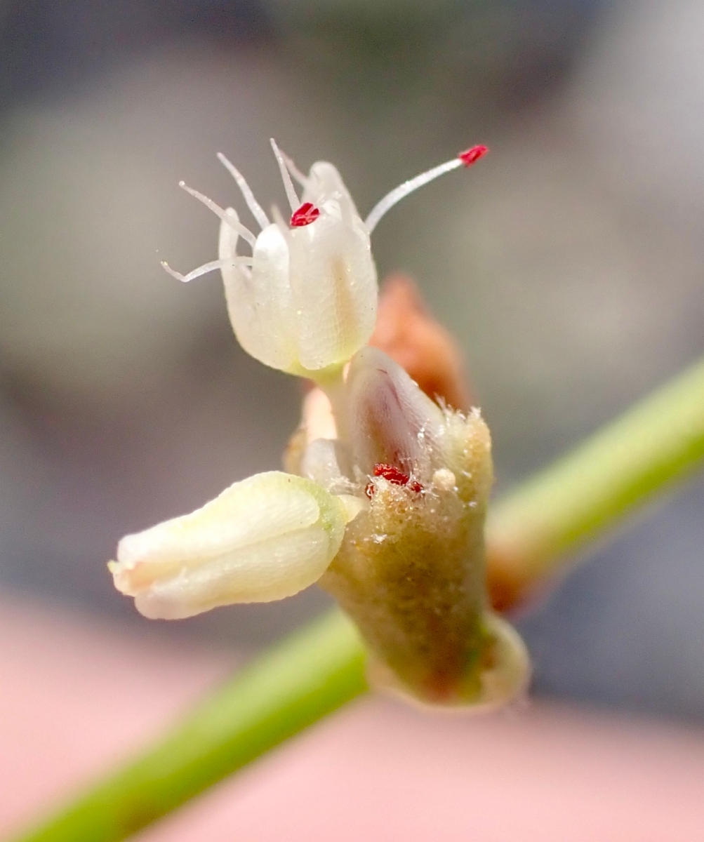 Eriogonum hoffmannii var. robustius