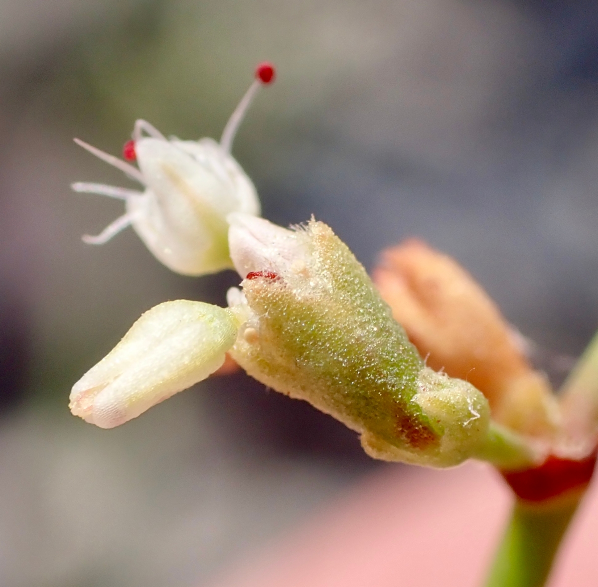 Eriogonum hoffmannii var. robustius