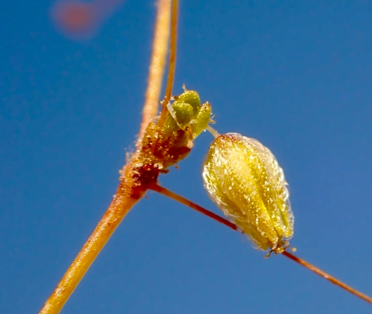 Eriogonum trichopes