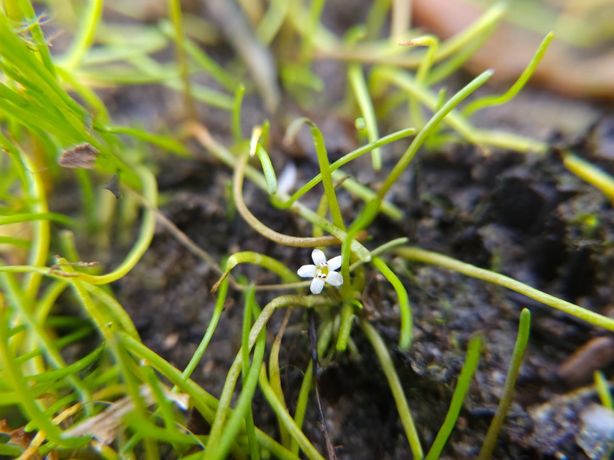 Limosella australis