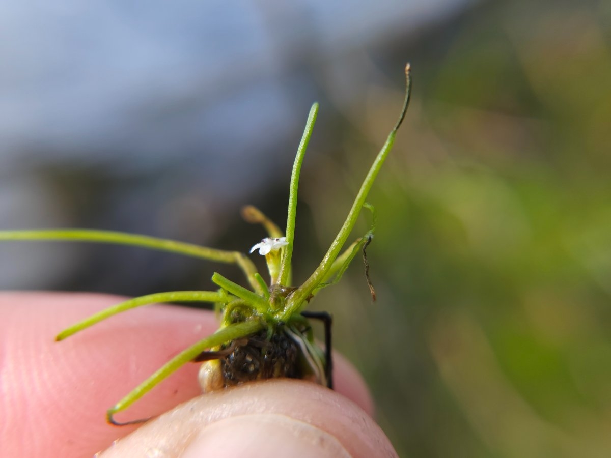 Limosella australis