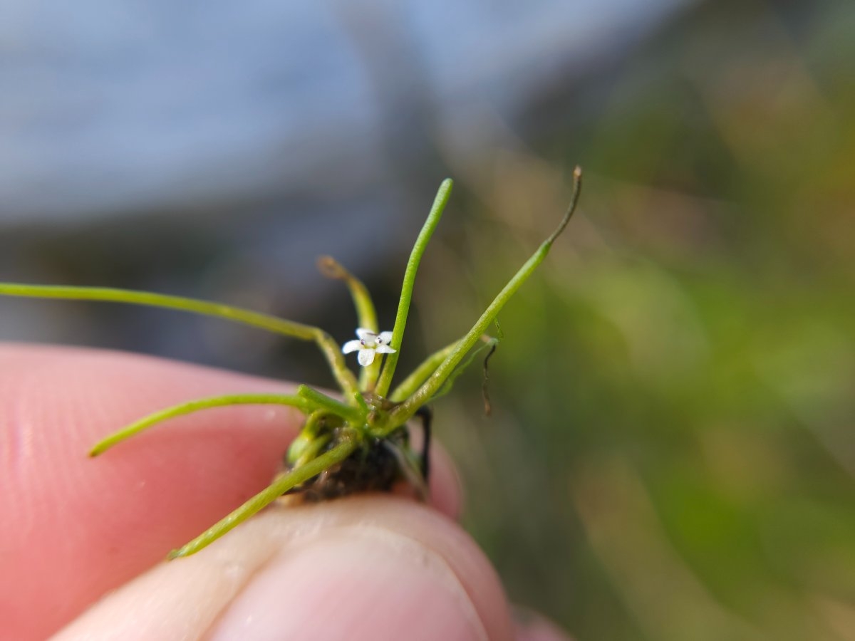 Limosella australis