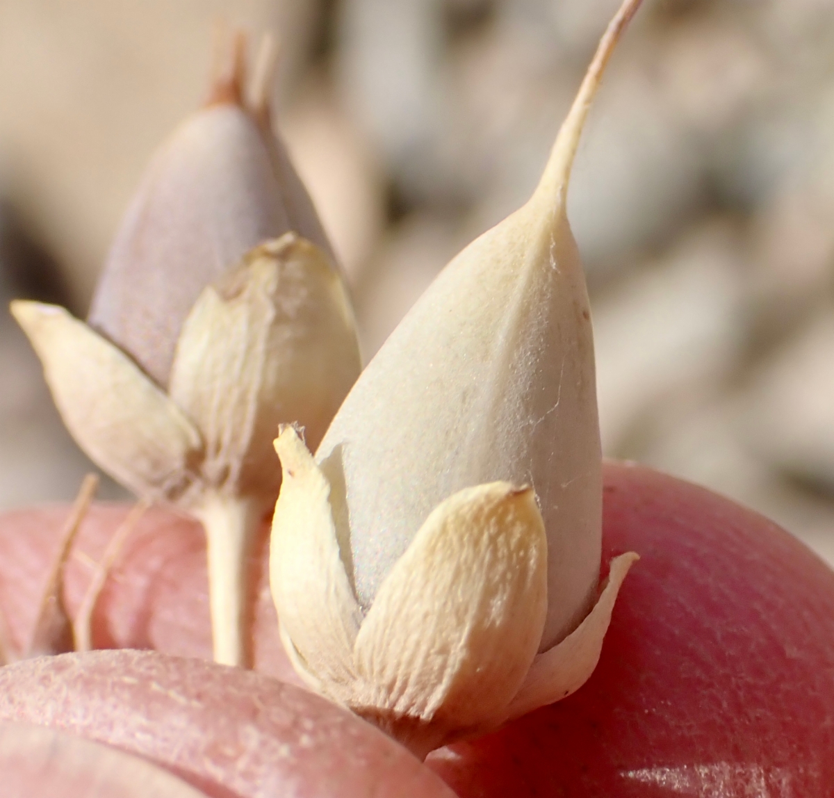 Penstemon fruticiformis var. fruticiformis