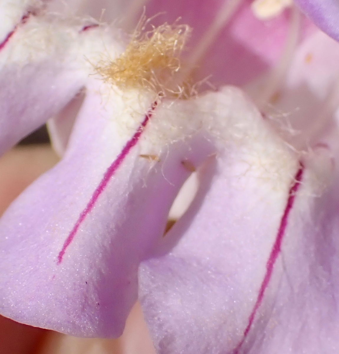 Penstemon fruticiformis var. fruticiformis