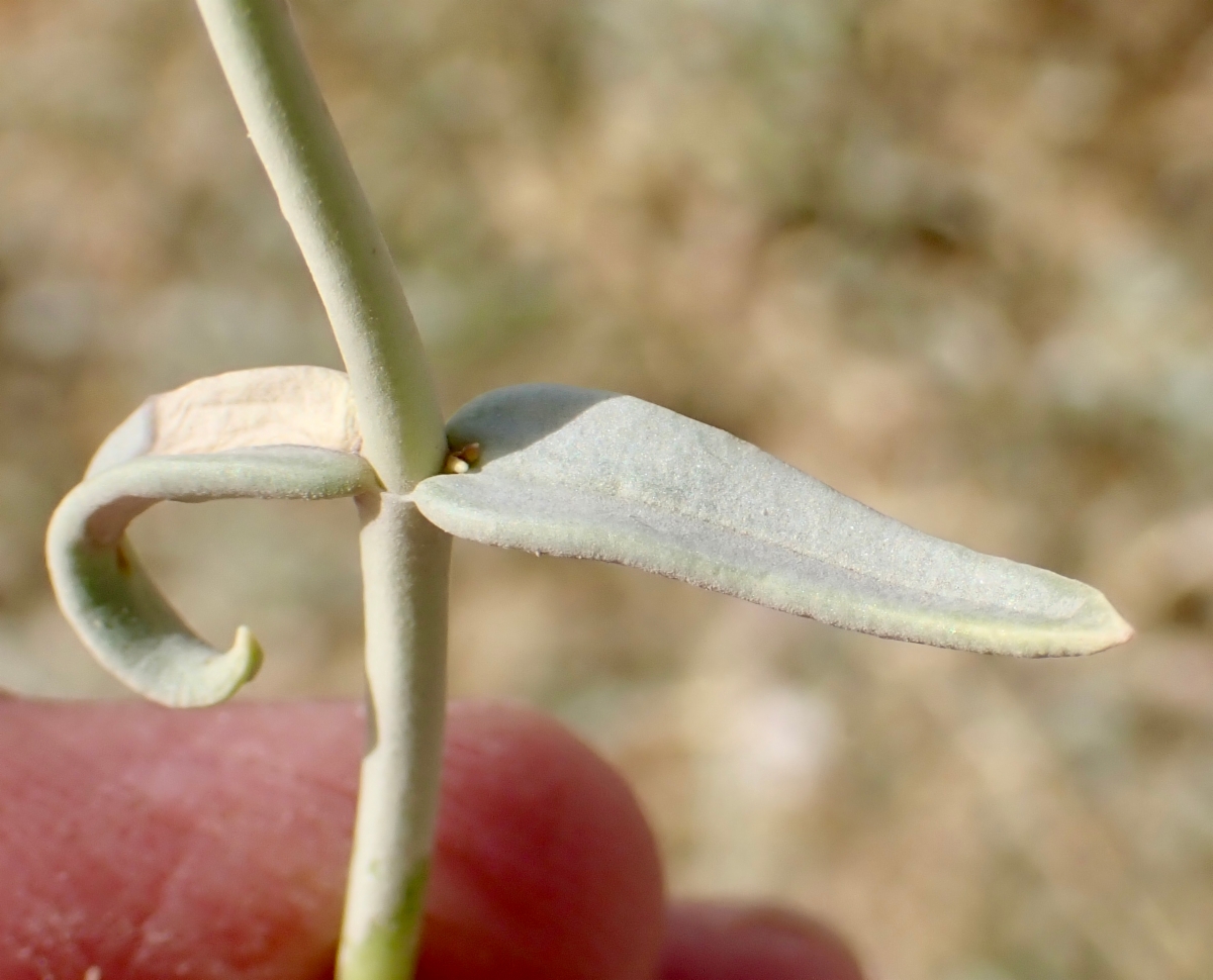 Penstemon fruticiformis var. fruticiformis