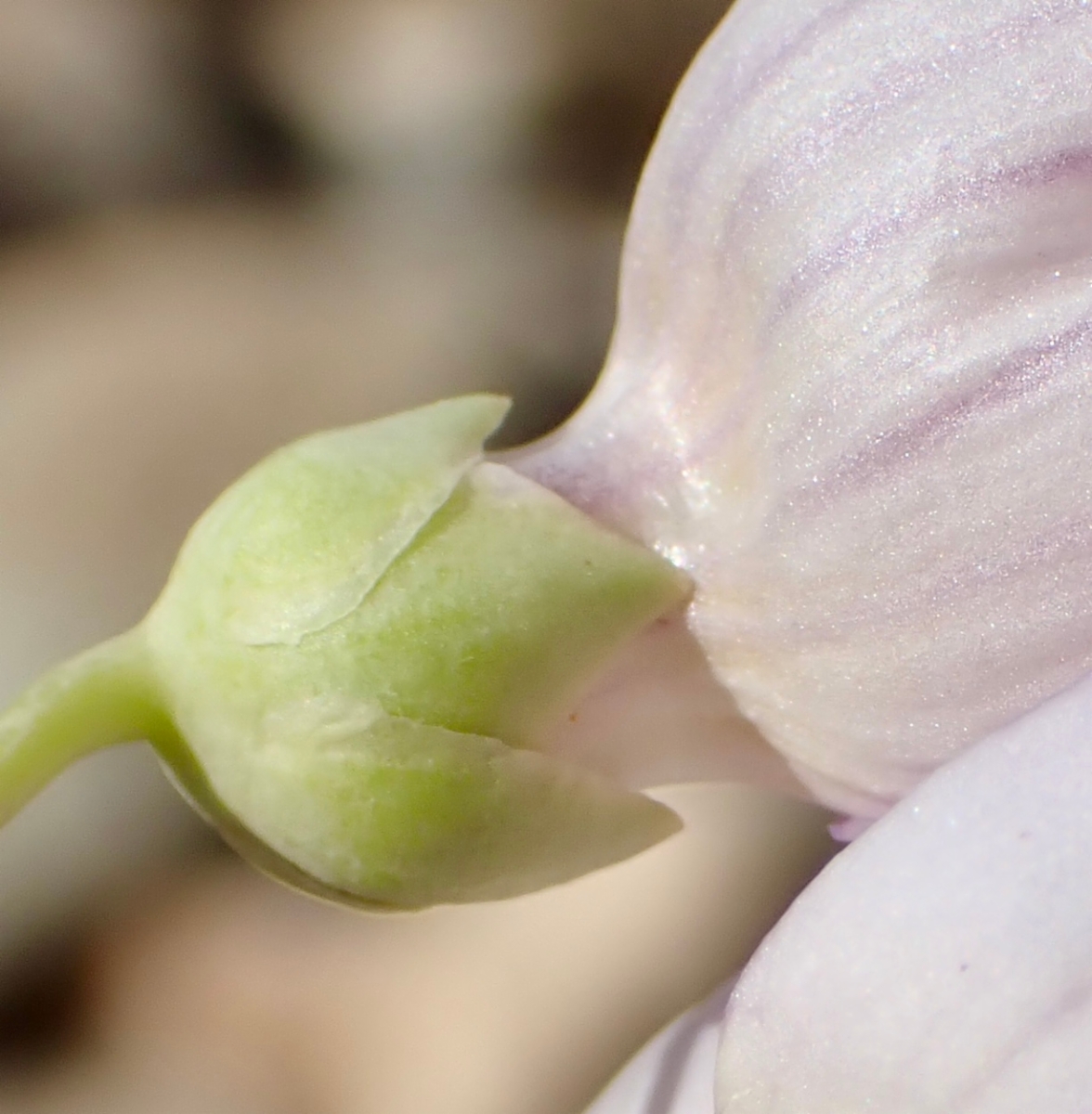 Penstemon fruticiformis var. fruticiformis