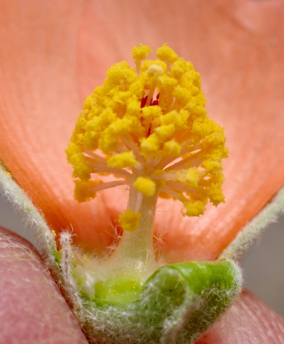 Sphaeralcea ambigua var. rugosa