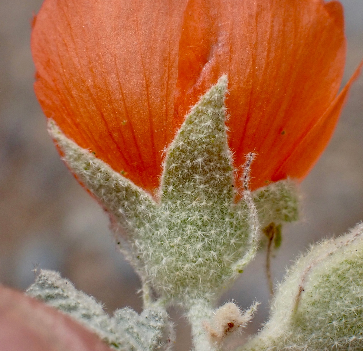 Sphaeralcea ambigua var. rugosa