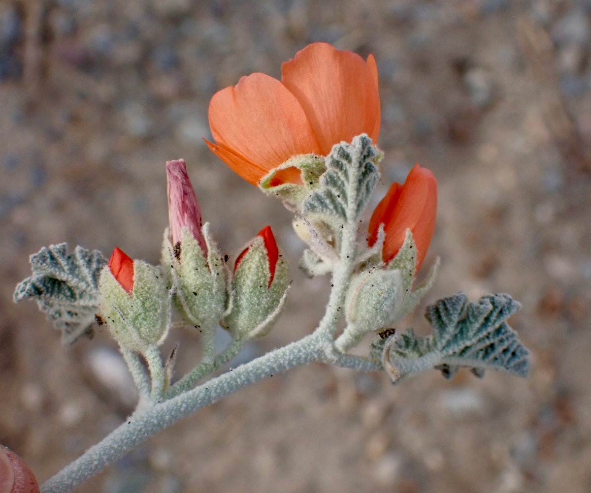 Sphaeralcea ambigua var. rugosa