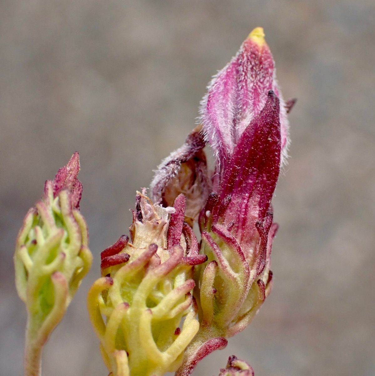 Cordylanthus eremicus ssp. eremicus